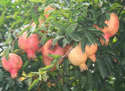 宏康的石榴熟了.jpg 宏康的石榴熟了.jpg